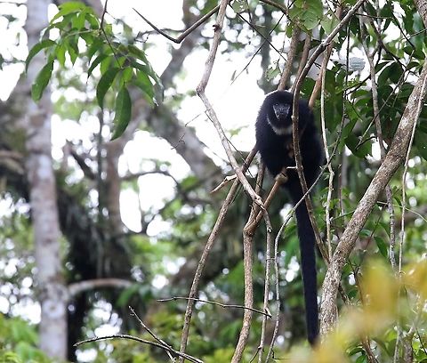 Yellow-handed Titi Monkey Staring at us! Cheracebus lucifer,Laguna Negra,Lucifer titi,San José del Guaviare,Yellow-handed Titi Monkey