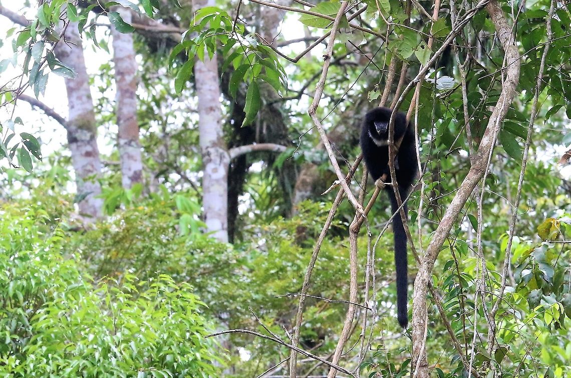 Yellow-handed Titi Monkey En route to Laguna Negra - great monkey Cheracebus lucifer,Laguna Negra,Lucifer titi,San José del Guaviare,Yellow-handed Titi Monkey