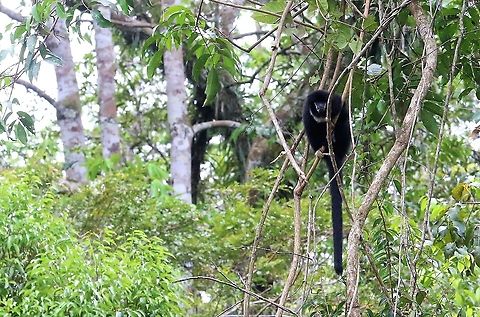 Yellow-handed Titi Monkey En route to Laguna Negra - great monkey Cheracebus lucifer,Laguna Negra,Lucifer titi,San José del Guaviare,Yellow-handed Titi Monkey