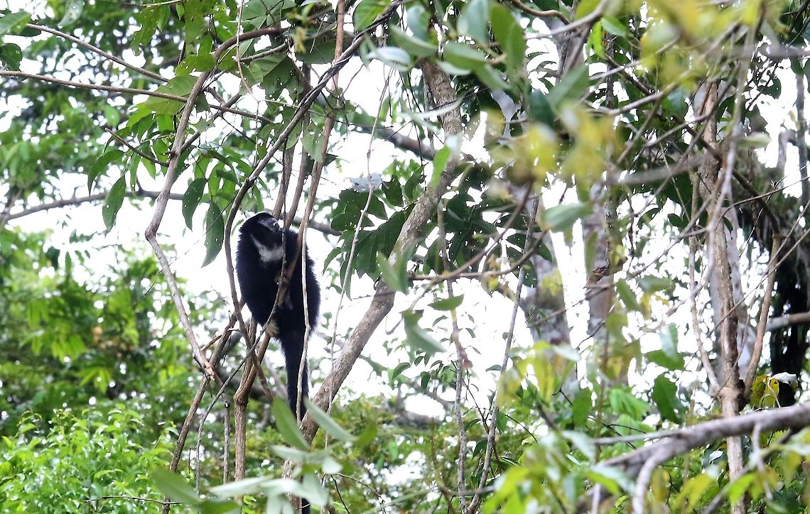 Yellow-handed Titi Monkey Striking new world monkey Cheracebus lucifer,Laguna Negra,Lucifer titi,San José del Guaviare,Yellow-handed Titi Monkey
