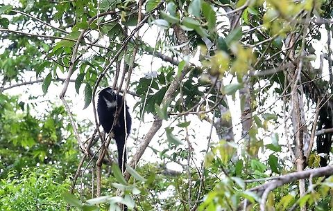Yellow-handed Titi Monkey Striking new world monkey Cheracebus lucifer,Laguna Negra,Lucifer titi,San José del Guaviare,Yellow-handed Titi Monkey