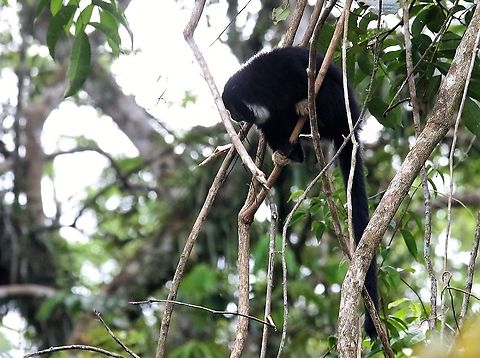 Yellow-handed Titi Monkey  Cheracebus lucifer,Laguna Negra,Lucifer titi,San José del Guaviare