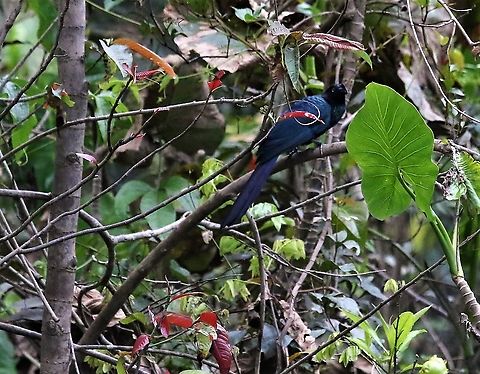 Greater Ani Demonstrating its showy side Crotophaga major,Greater ani,Laguna Negra,San José del Guaviare