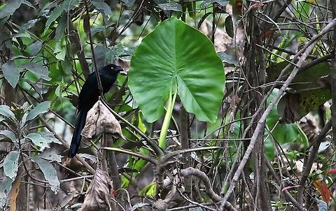 Greater Ani Near Laguna Negra Crotophaga major,Greater ani,Laguna Negra,San Jos&eacute; del Guaviare