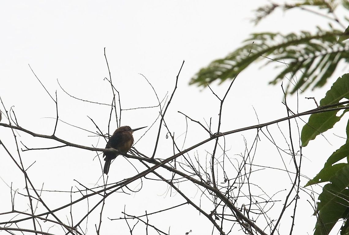 Brown Jacamar  Brachygalba lugubris,Brown jacamar,Laguna Negra,San José del Guaviare