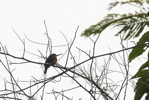 Brown Jacamar  Brachygalba lugubris,Brown jacamar,Laguna Negra,San José del Guaviare
