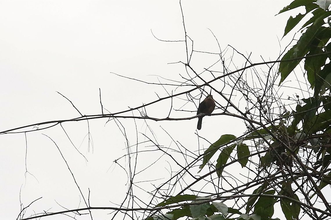 Brown Jacamar Dullish grey morning Brachygalba lugubris,Brown jacamar,Laguna Negra,San José del Guaviare