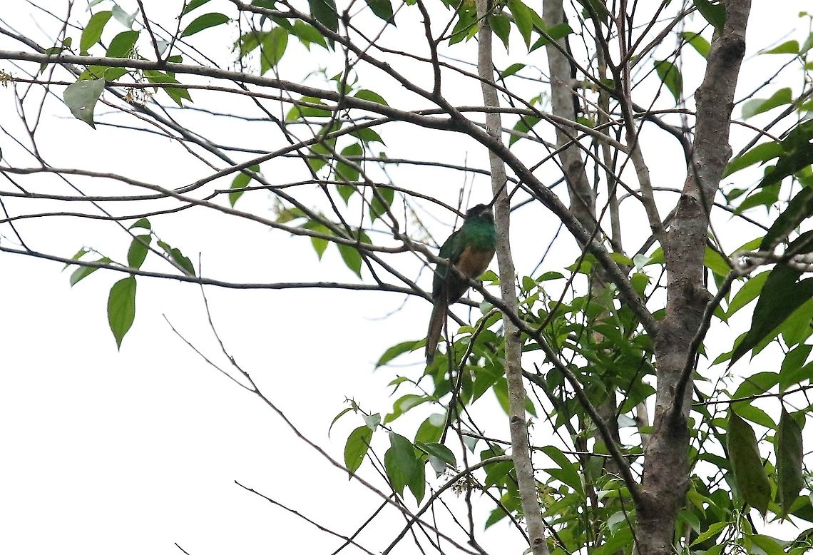 White-chinned Jacamar  Galbula tombacea,Laguna Negra,San Jos&eacute; del Guaviare,White-chinned jacamar