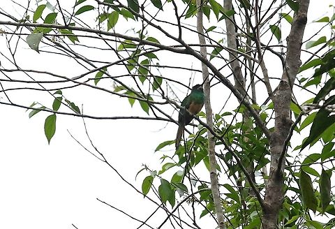 White-chinned Jacamar  Galbula tombacea,Laguna Negra,San José del Guaviare,White-chinned jacamar