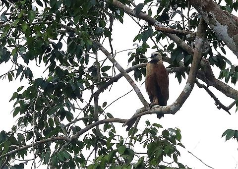 Black-collared Hawk On the way to Laguna Negra by paddle canoe Black collared hawk,Busarellus nigricollis,Laguna Negra,San José del Guaviare