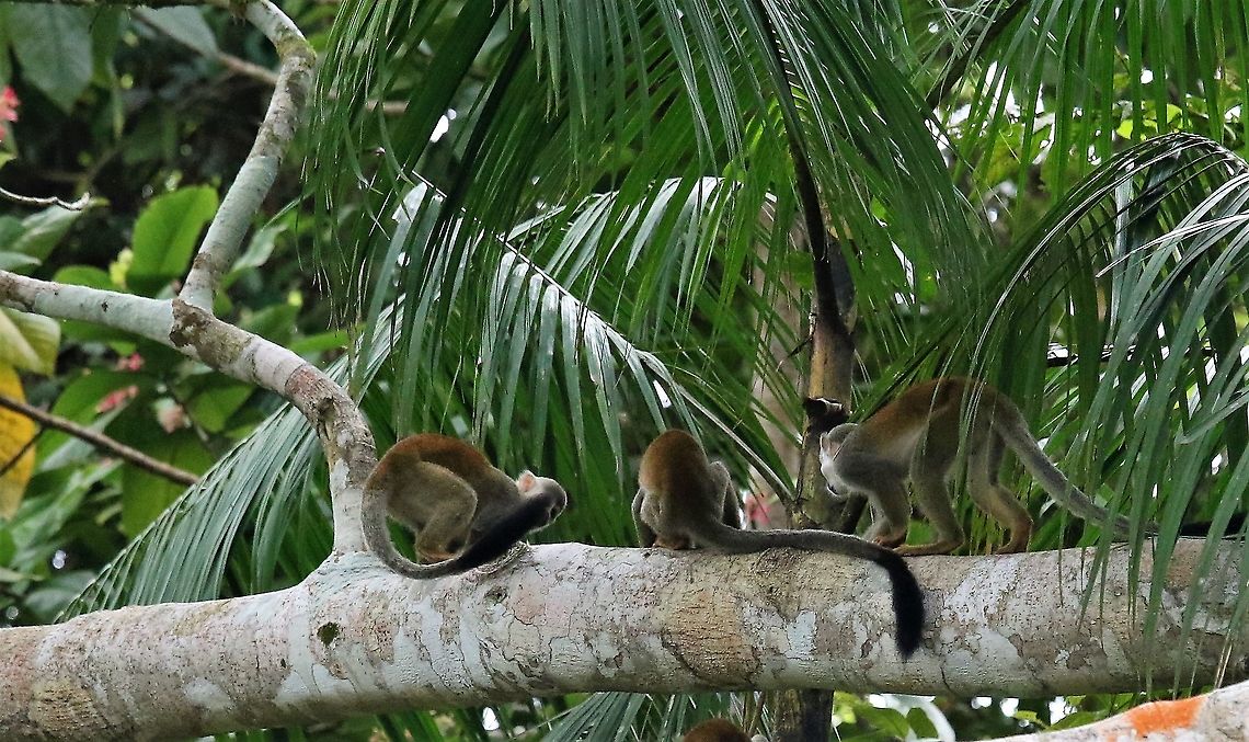 Squirrel Monkey Canoeing to Laguna Negra Common squirrel monkey,Laguna Negra,Saimiri sciureus,San José del Guaviare