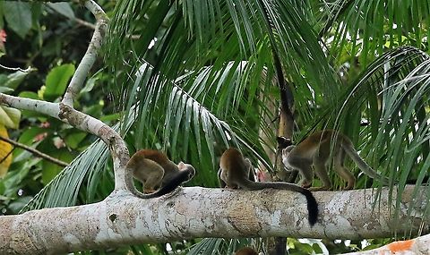 Squirrel Monkey Canoeing to Laguna Negra Common squirrel monkey,Laguna Negra,Saimiri sciureus,San José del Guaviare