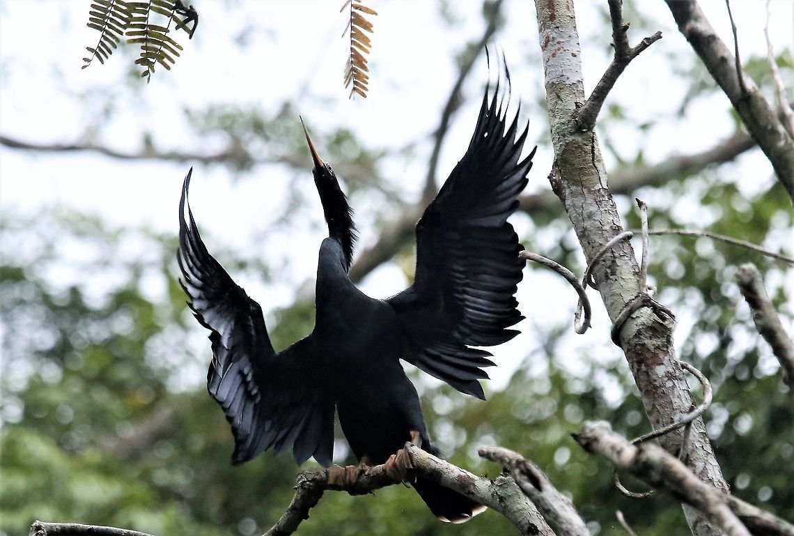 Anhinga  Anhinga,Anhinga anhinga,Laguna Negra,San José del Guaviare