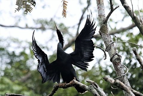 Anhinga  Anhinga,Anhinga anhinga,Laguna Negra,San José del Guaviare