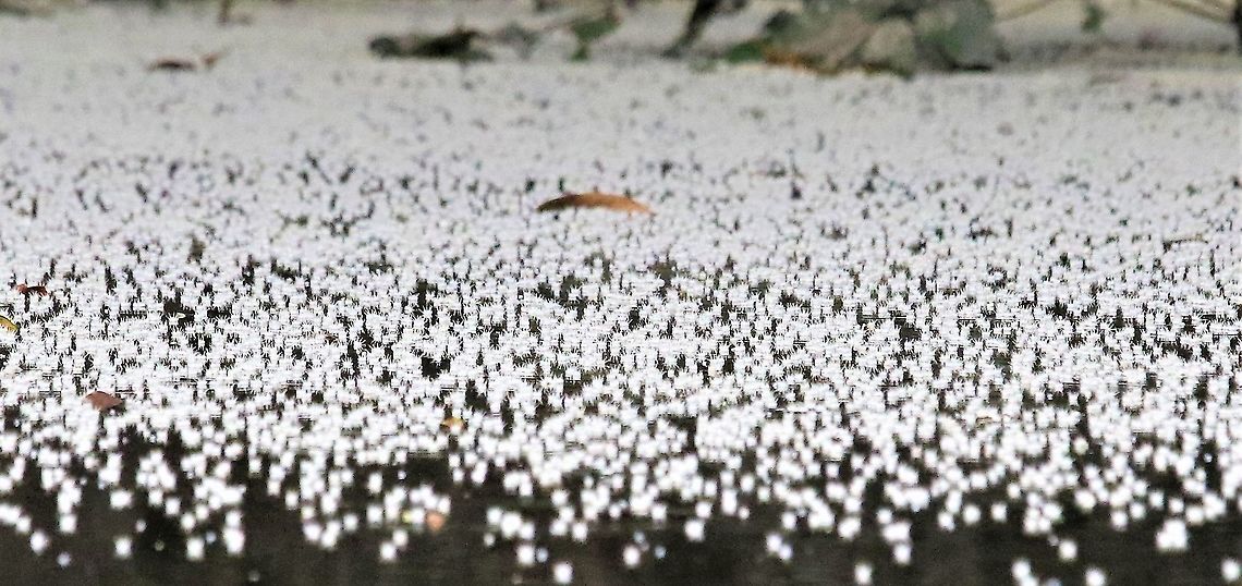White blossom on river On the river to Laguna Negra - wonderful blossom! Blossom on water,Laguna Negra,San José del Guaviare