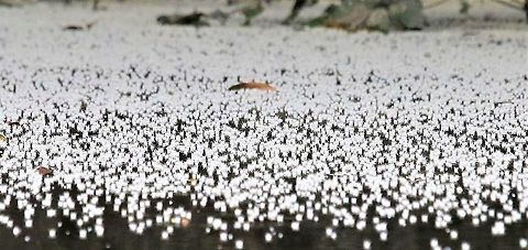 White blossom on river On the river to Laguna Negra - wonderful blossom! Blossom on water,Laguna Negra,San José del Guaviare