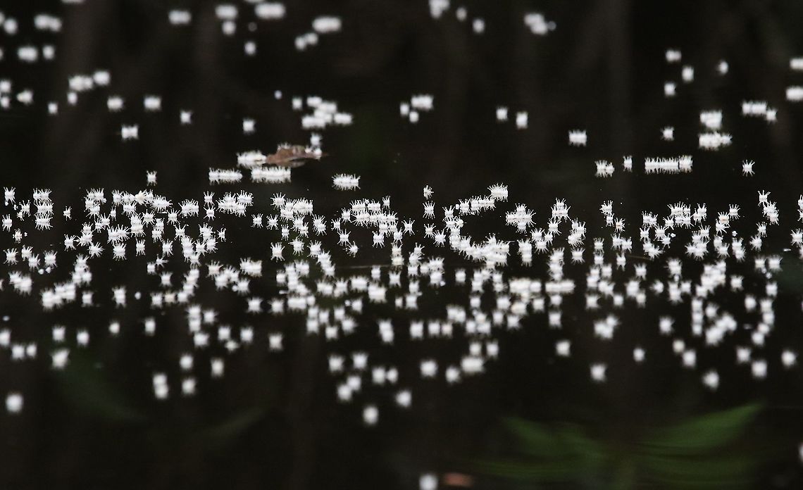 White Blossom on water Beautiful blossom on water Blossom on water,Laguna Negra,San José del Guaviare
