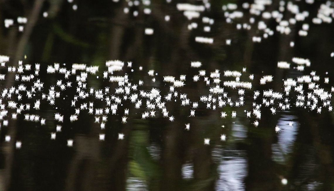 White Blossom on water  Blossom on water,Laguna Negra,San José del Guaviare
