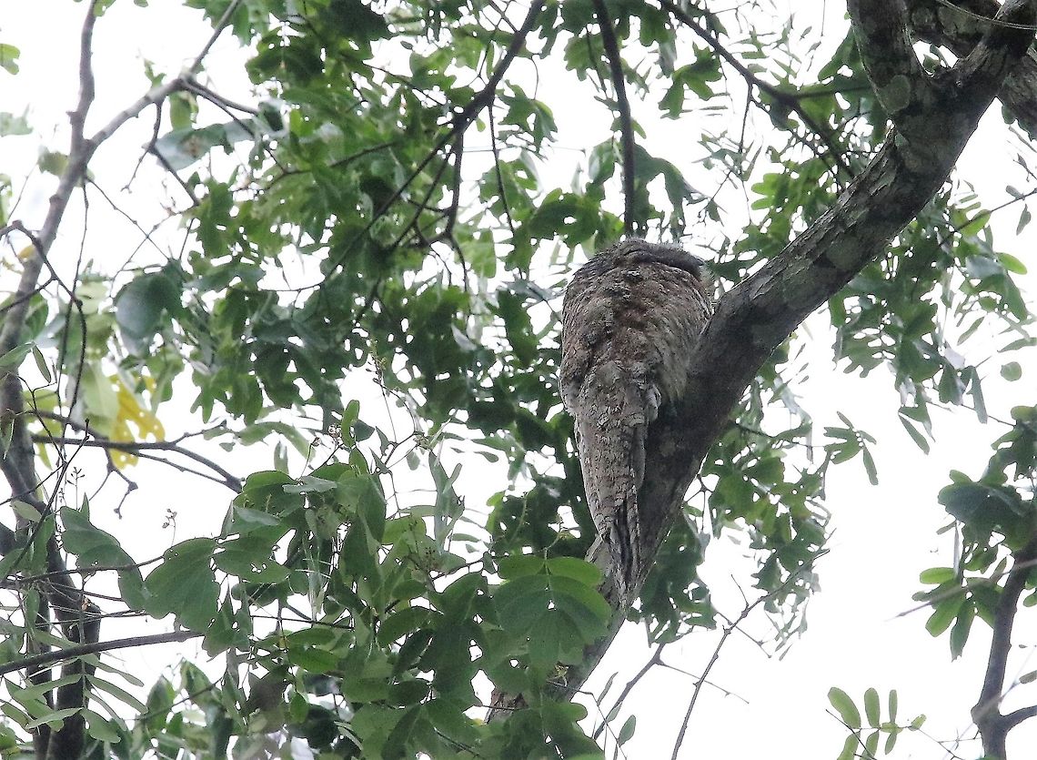 Great Potoo Above the river Great potoo,Laguna Negra,Nyctibius grandis,San José del Guaviare