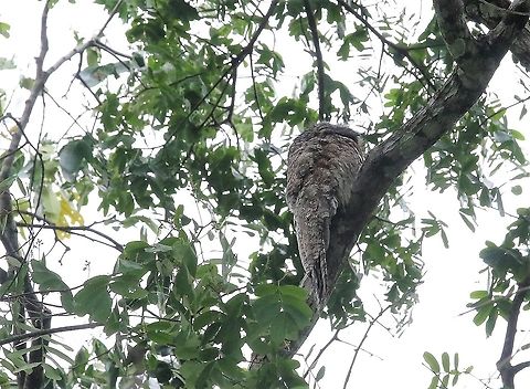 Great Potoo Above the river Great potoo,Laguna Negra,Nyctibius grandis,San José del Guaviare