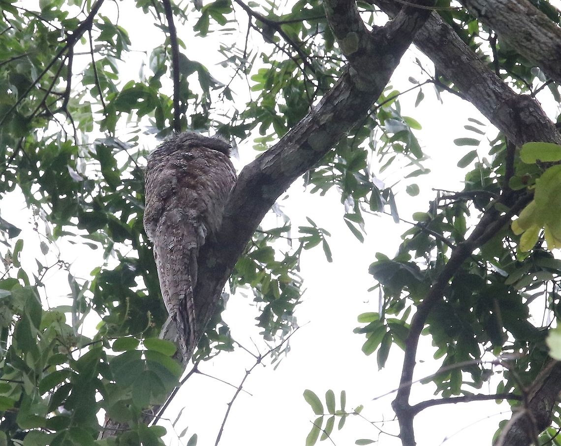 Great Potoo  Great potoo,Laguna Negra,Nyctibius grandis,San José del Guaviare