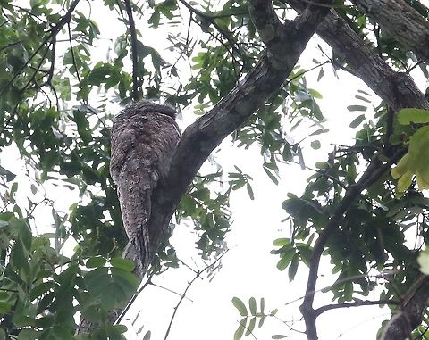 Great Potoo  Great potoo,Laguna Negra,Nyctibius grandis,San José del Guaviare