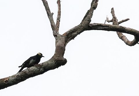 Yellow-tufted Woodpecker  Laguna Negra,Melanerpes cruentatus,San José del Guaviare,Yellow-tufted woodpecker