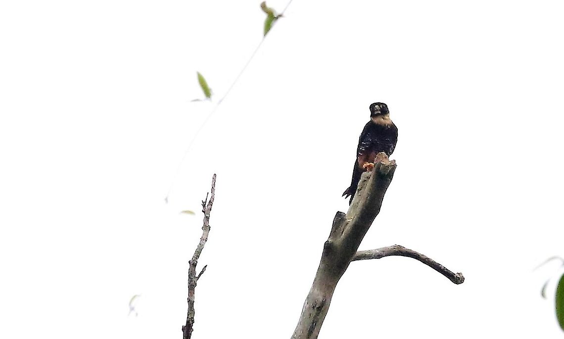 Bat Falcon  Bat falcon,Falco rufigularis,Laguna Negra,San Jos&eacute; del Guaviare