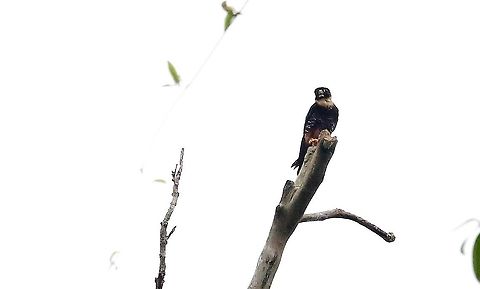 Bat Falcon  Bat falcon,Falco rufigularis,Laguna Negra,San José del Guaviare