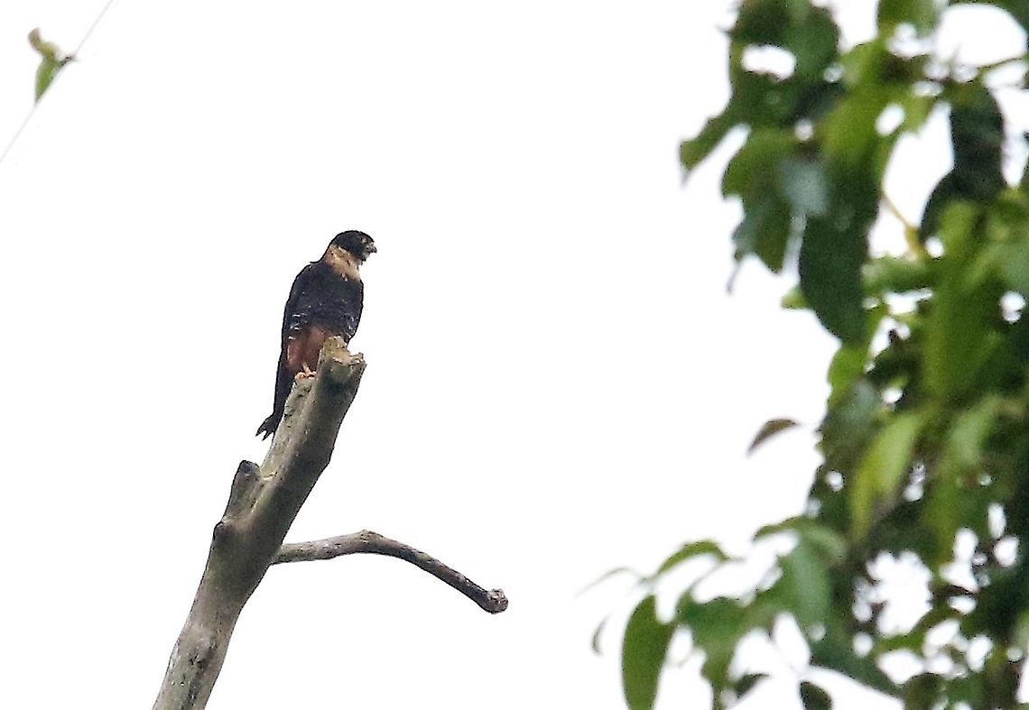 Bat Falcon Top of a very big Tree Bat falcon,Falco rufigularis,Laguna Negra,San José del Guaviare