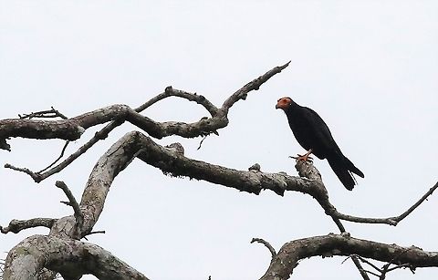 Black Caracara  Black caracara,Daptrius ater,Laguna Negra,San José del Guaviare