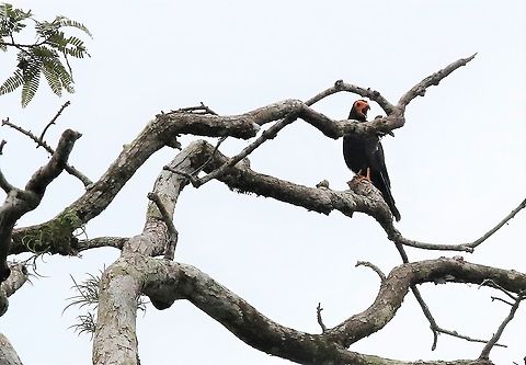 Black Caracara Close-by Laguna Negra Black caracara,Daptrius ater,Laguna Negra,San José del Guaviare
