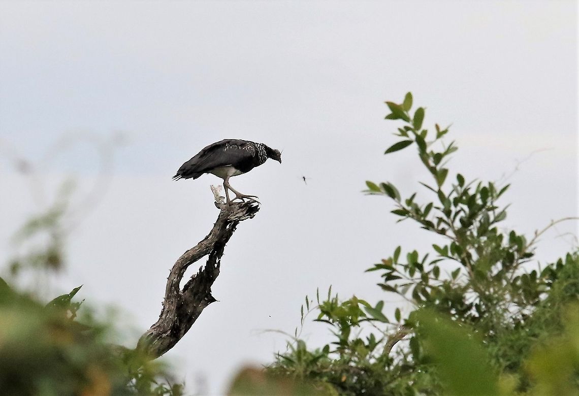 Horned Screamer Horned Screamer studying dragonfly Anhima cornuta,Horned screamer,Laguna Negra,San Jos&eacute; del Guaviare