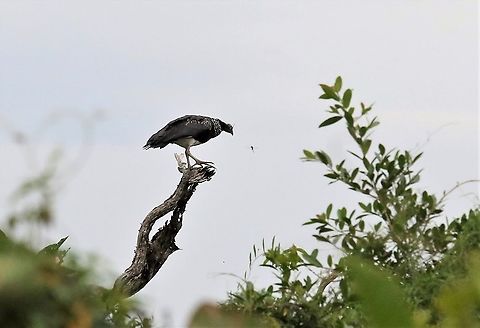 Horned Screamer Horned Screamer studying dragonfly Anhima cornuta,Horned screamer,Laguna Negra,San José del Guaviare