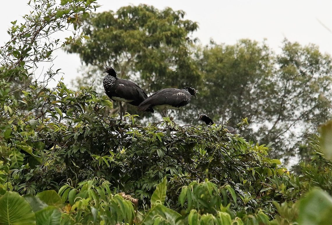 Horned Screamer Horned Screamers beside Laguna Negra Anhima cornuta,Horned screamer,Laguna Negra,San Jos&eacute; del Guaviare