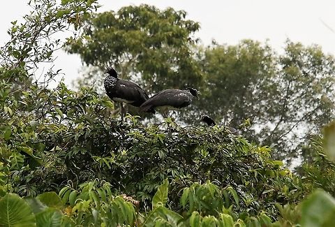 Horned Screamer Horned Screamers beside Laguna Negra Anhima cornuta,Horned screamer,Laguna Negra,San José del Guaviare