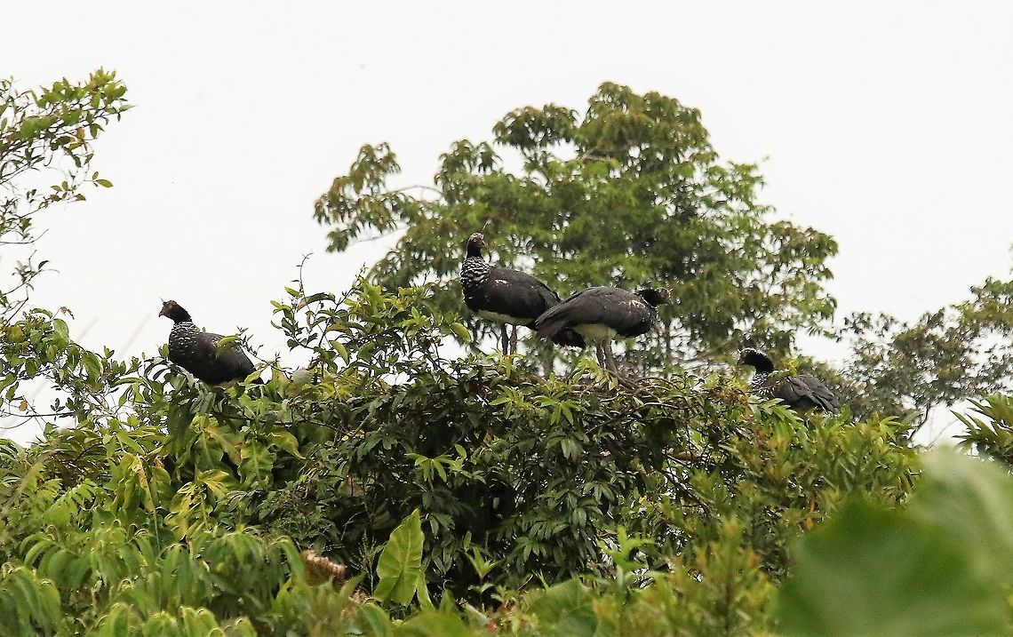 Horned Screamer On the edge of Laguna Negra - Great bird Anhima cornuta,Horned screamer,Laguna Negra,San José del Guaviare