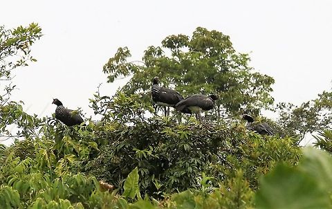 Horned Screamer On the edge of Laguna Negra - Great bird Anhima cornuta,Horned screamer,Laguna Negra,San Jos&eacute; del Guaviare