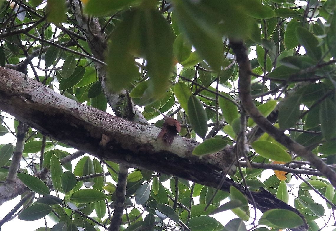 Long-billed Woodcreeper Along riverside Laguna Negra,Long-billed woodcreeper,Nasica longirostris,San Jos&eacute; del Guaviare