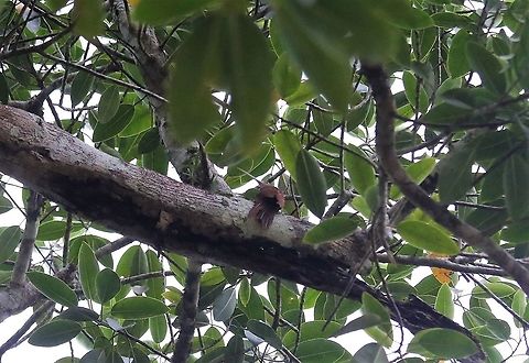 Long-billed Woodcreeper Along riverside Laguna Negra,Long-billed woodcreeper,Nasica longirostris,San José del Guaviare
