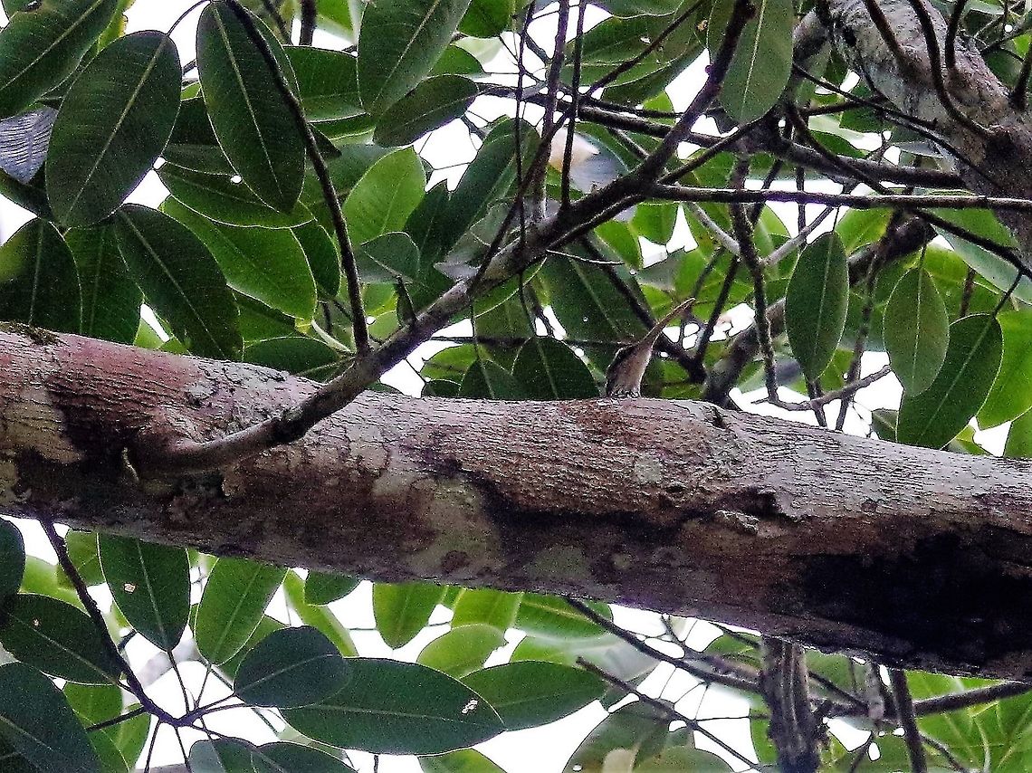 Long-billed Woodcreeper Difficult bird to capture Laguna Negra,Long-billed woodcreeper,Nasica longirostris,San José del Guaviare