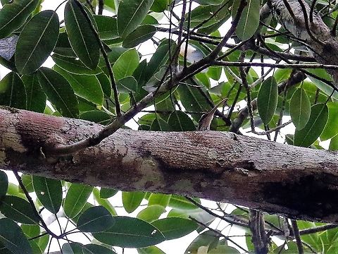 Long-billed Woodcreeper Difficult bird to capture Laguna Negra,Long-billed woodcreeper,Nasica longirostris,San José del Guaviare