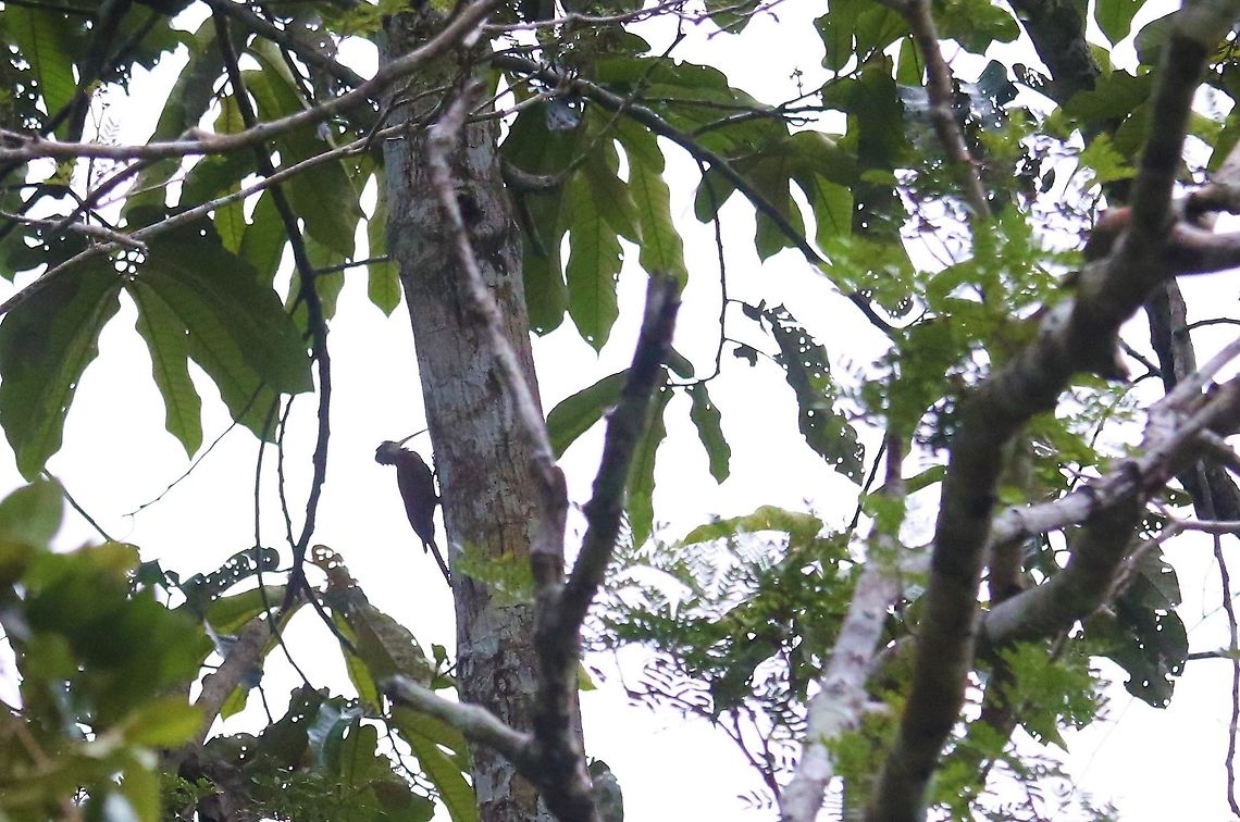 Long-billed Woodcreeper Scoping the tree-trunk Laguna Negra,Long-billed woodcreeper,Nasica longirostris,San José del Guaviare
