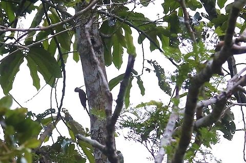 Long-billed Woodcreeper Scoping the tree-trunk Laguna Negra,Long-billed woodcreeper,Nasica longirostris,San Jos&eacute; del Guaviare
