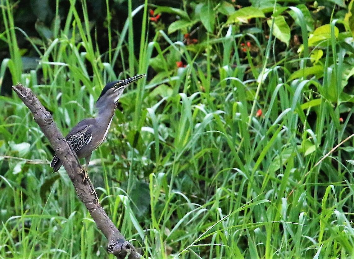 Striated Heron By the river into Laguna Negra Butorides striata,Laguna Negra,San José del Guaviare,Striated heron