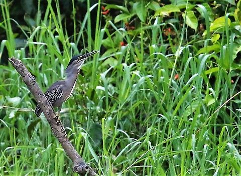 Striated Heron By the river into Laguna Negra Butorides striata,Laguna Negra,San José del Guaviare,Striated heron