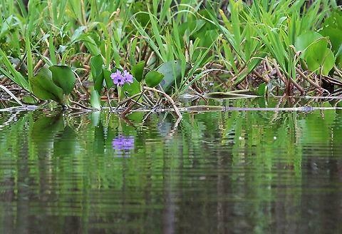 Common Water Hyacinth On Laguna Negra Common Water Hyacinth,Eichhornia crassipes,Laguna Negra,San José del Guaviare