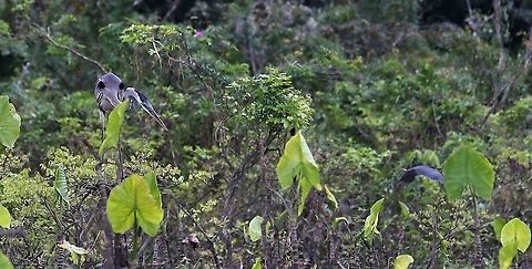 Cocoi Heron, Colombia  Ardea cocoi,Cocoi Heron