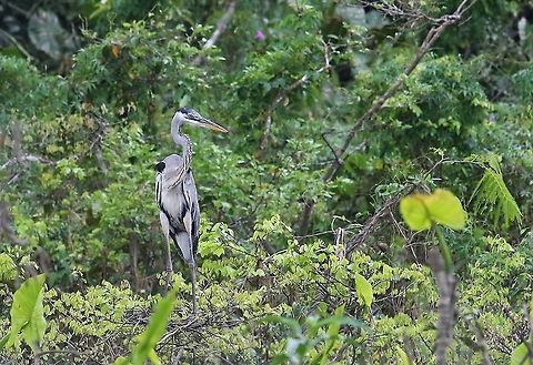 Cocoi Heron On edge of lake Ardea cocoi,Cocoi Heron,Laguna Negra,San José del Guaviare