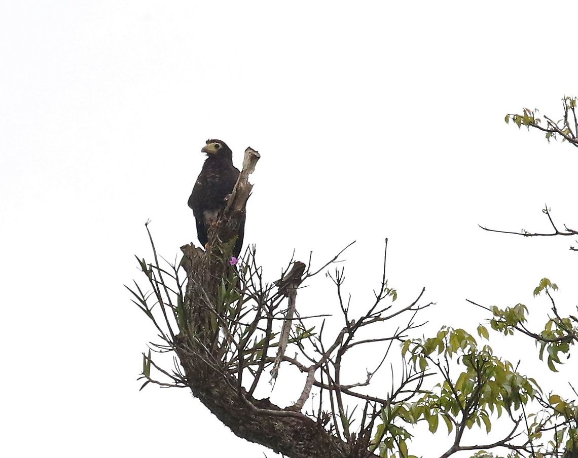 Juvenile Black Caracara and orchid Nice orchid at top of tree with this juvenile Black caracara,Daptrius ater,Laguna Negra,San José del Guaviare